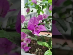 316 Paslanmaz Çelik Kablolar Balkon Görünmez ızgara 100 kg yük kapasitesi ile